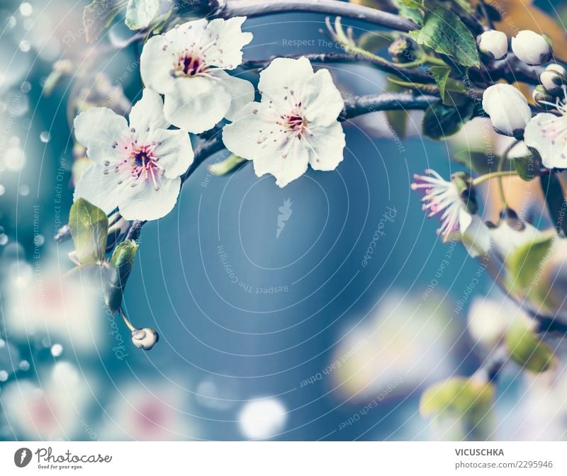 Close-up of cherry blossoms on a blue background Lifestyle Design Garden Nature Plant Spring Tree Flower Leaf Blossom Park Blossoming Blue Turquoise White