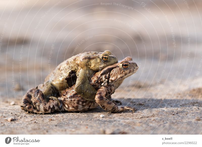 hike Environment Nature Animal Wild animal Frog Painted frog Toad migration 2 Pair of animals Crouch Love Hiking Together Brown Spring fever Love of animals