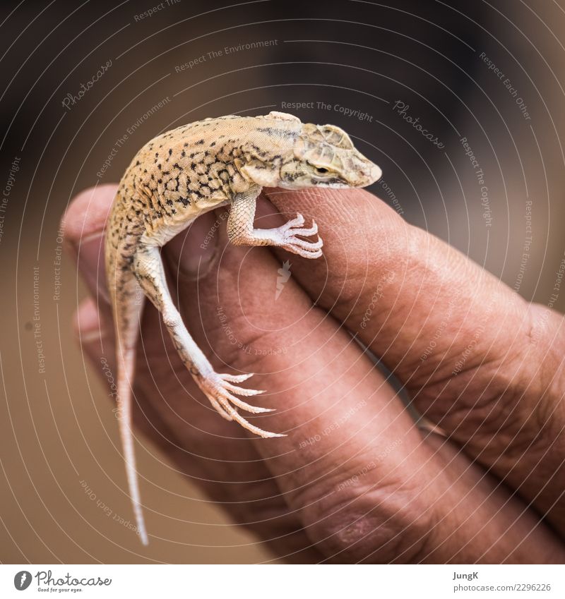 balancing act Far-off places Nature Animal Desert Namib desert lizard 1 Exceptional Determination Love of animals Contact Concentrate Vacation & Travel Africa