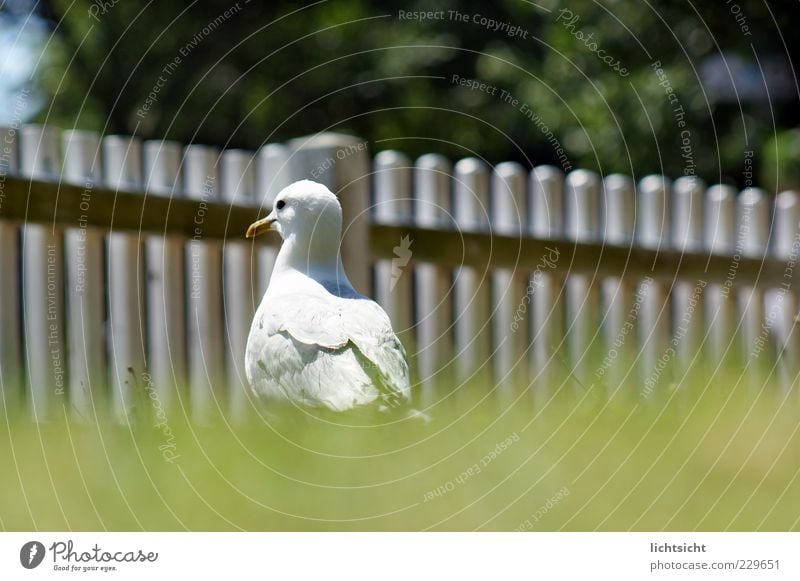 seagull enclosure Summer Beautiful weather Grass Meadow North Sea Baltic Sea Island Animal Bird 1 Looking Green White Seagull Silvery gull Fence Fence post