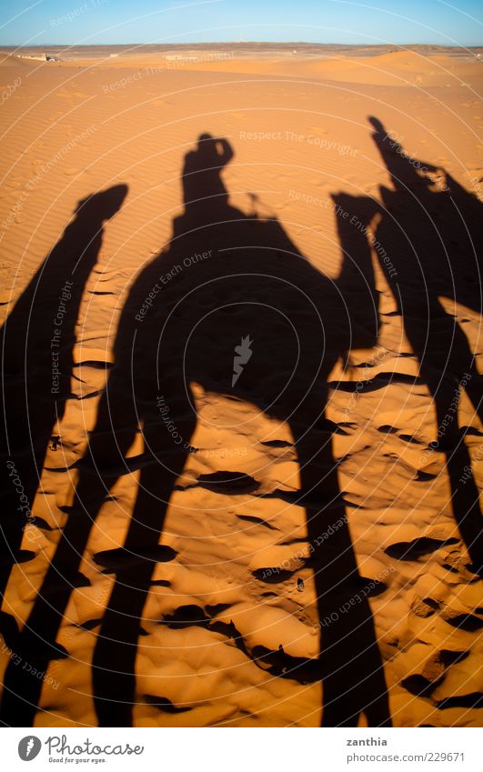 camel ride Sand Desert Exotic Black Adventure Movement Experience Culture Mobility Tourism Tradition Vacation & Travel Morocco Camel Caravan Sahara Colour photo
