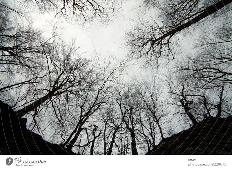 At the ladle Sky Bad weather Fog Tree Forest Harz Relaxation Illuminate Dark Sharp-edged Gray Black Calm Loneliness Sadness Far-off places Deserted Contrast