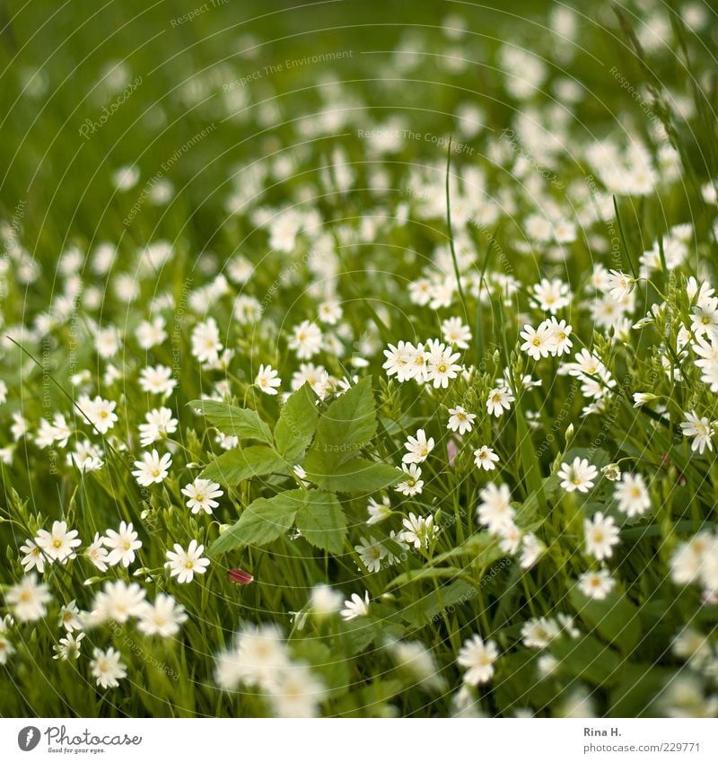 spring meadow Environment Nature Plant Spring Beautiful weather Flower Grass Meadow Blossoming Natural Green White Happy Happiness Joie de vivre (Vitality)