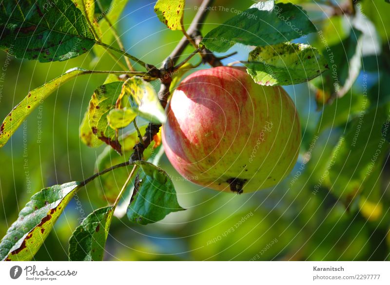 ripe apple on a tree Fruit Apple Healthy Eating Life Garden Nature Tree Leaf To enjoy Hang Growth Fragrance Fresh Delicious Sustainability Natural Round Juicy