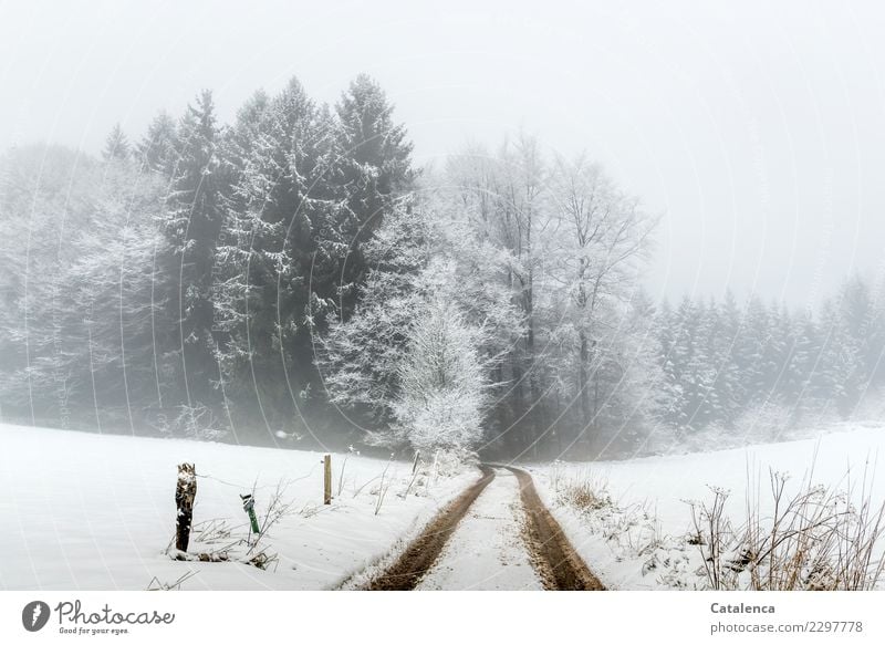 But still? It snows, the path leads into the forest Landscape Winter Bad weather Fog Snow Tree Bushes Fir tree Beech tree Field Forest Lanes & trails Fence