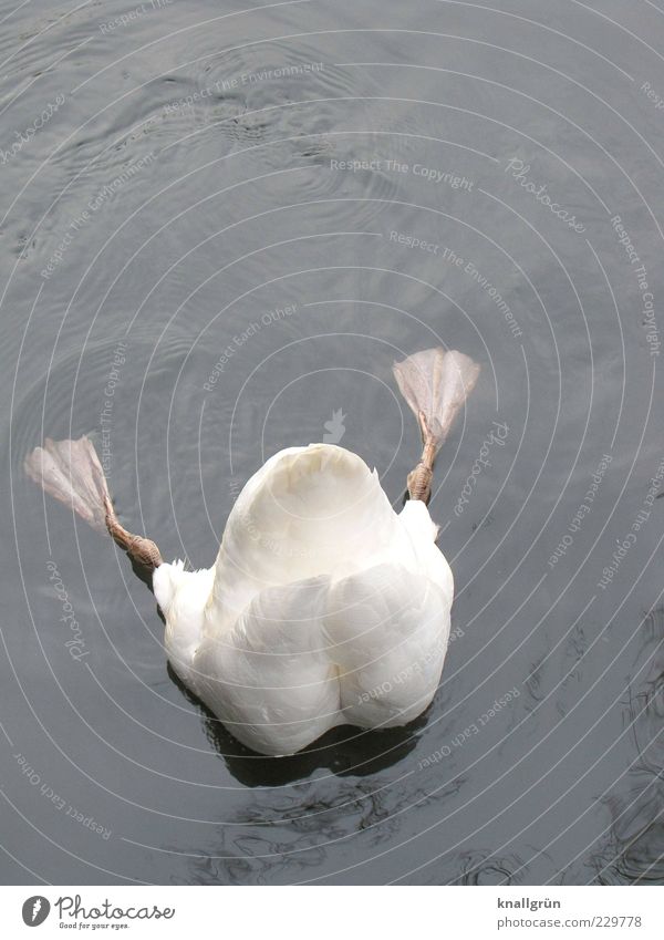 Deep Nature Water Animal Swan Mute swan 1 To feed Dive Esthetic Fluid Wet Gray White paddle feet Head first Foraging Webbing Colour photo Subdued colour