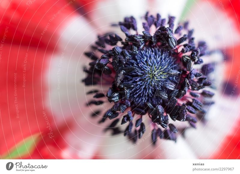 Macrograph of a red anemone with black filaments Anemone spring flowers bleed Herbaceous plants Crowfoot plants Blossom leave Blossoming green Red Black White