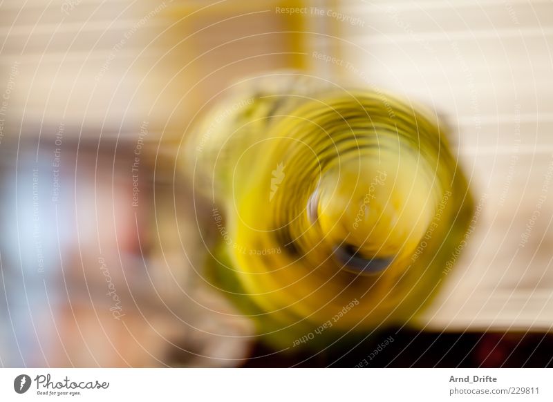Bang your head to this! Animal Pet Bird Wing 1 Movement Romp Yellow Green Budgerigar Head Colour photo Interior shot Abstract Long exposure Motion blur