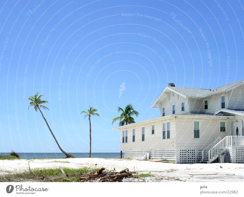 beach house House (Residential Structure) Beach Florida Palm tree White Sand Sky Cloudless sky Beautiful weather Blue sky Clear sky Palm beach Sandy beach
