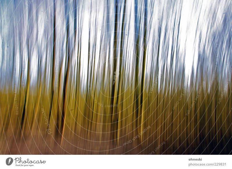 forest Environment Nature Sky Tree Tree trunk Forest Green panning Colour photo Experimental Day Long exposure Motion blur Blur Whimsical Deserted Exterior shot