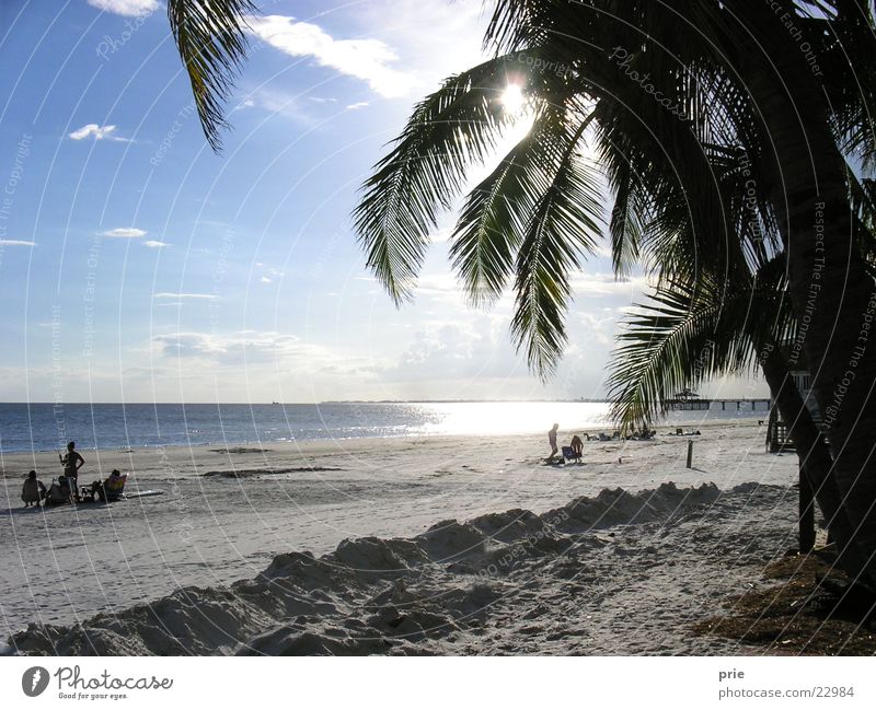 On the beach Beach Ocean Palm tree Sand Sun Sky