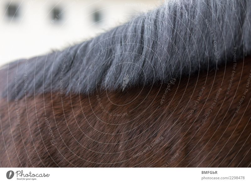 to cuddle Sports Equestrian sports Ride Animal Pet Farm animal Horse 1 Authentic Brown Black Mane Parts of body Detail Hair and hairstyles Groomed Pelt