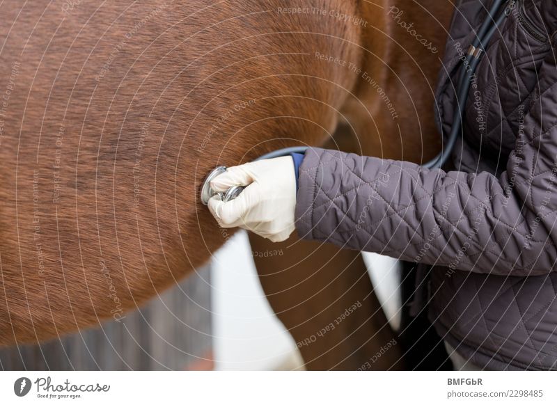 Veterinarian at work Ride Sports Equestrian sports veterinary surgeon Livestock breeding Human being Woman Adults Arm 1 30 - 45 years Jacket Animal Pet
