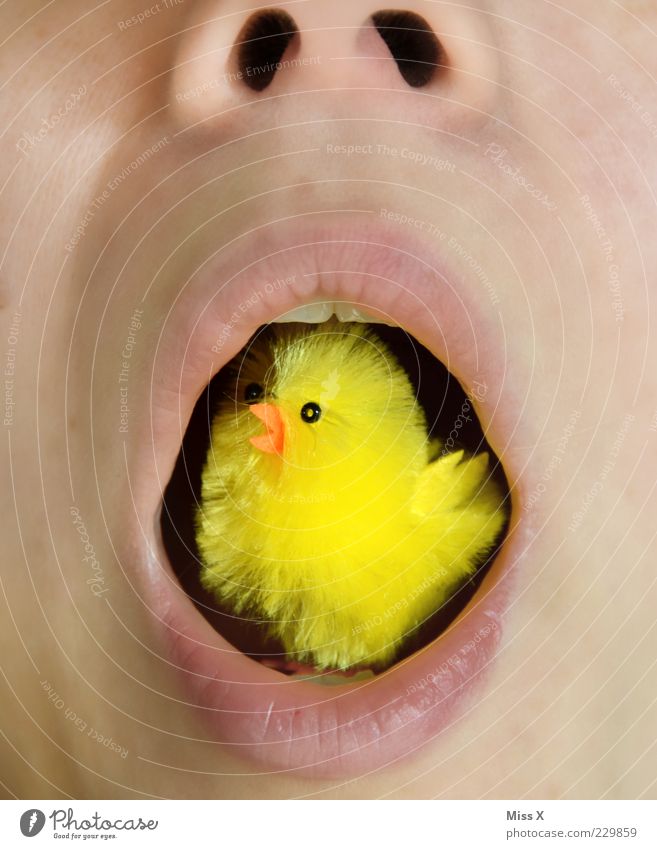 Organic Chicken Human being Mouth Lips 1 Animal Farm animal Bird Baby animal Eating Delicious Funny Yellow Appetite Bizarre Cuddly toy Easter Soft To feed Cruel