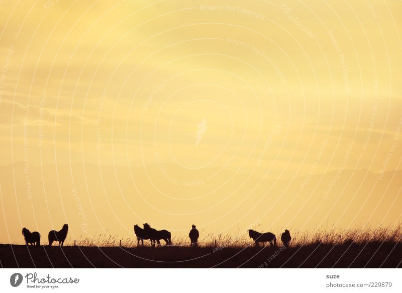 shadowy existence Sky Grass Animal Horse Group of animals Herd Free Infinity Natural Beautiful Yellow Moody Together Romance Iceland Pony Pasture Dusk