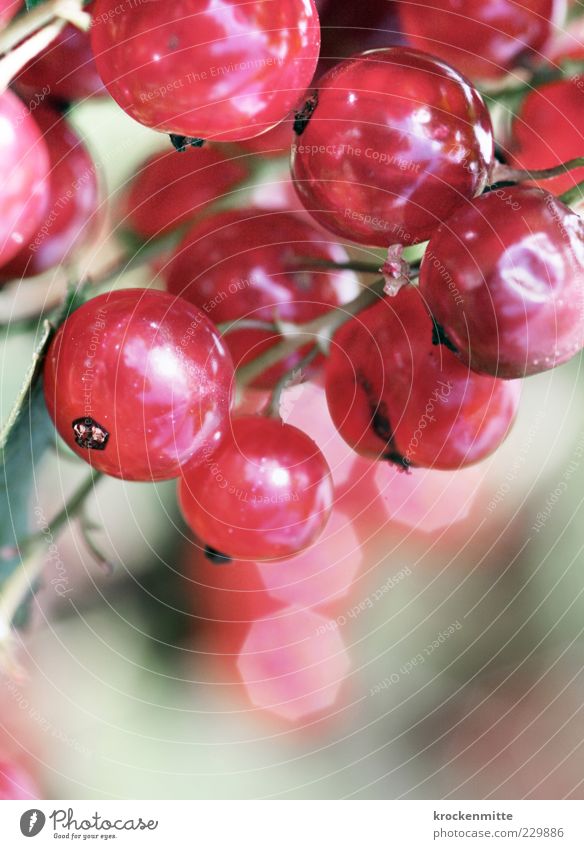 sweet & sour Nature Plant Berries Fresh Pink Red Redcurrant Round Circle Glare effect Stalk Berry bushes Sweet Sour Garden Reflection Fruit Fruity Colour photo