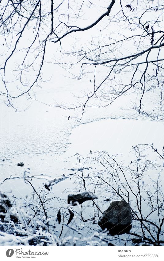 icy times Nature Water Winter Ice Frost Snow Twigs and branches Lakeside Cool (slang) Cold Natural Stagnating Ice age Delicate Colour photo Exterior shot