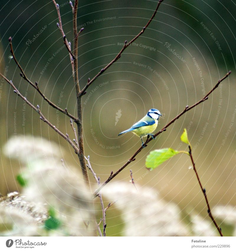 The songs sound... Environment Nature Plant Animal Bushes Leaf Wild animal Bird 1 Bright Natural Tit mouse Sit Colour photo Multicoloured Exterior shot Day