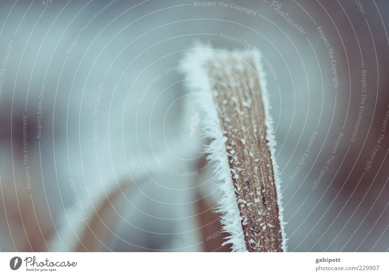 last winter picture this season Nature Plant Ice Frost Snow Grass Leaf Cold Gloomy Wild Blue Winter Ice crystal Blade of grass Frozen Structures and shapes