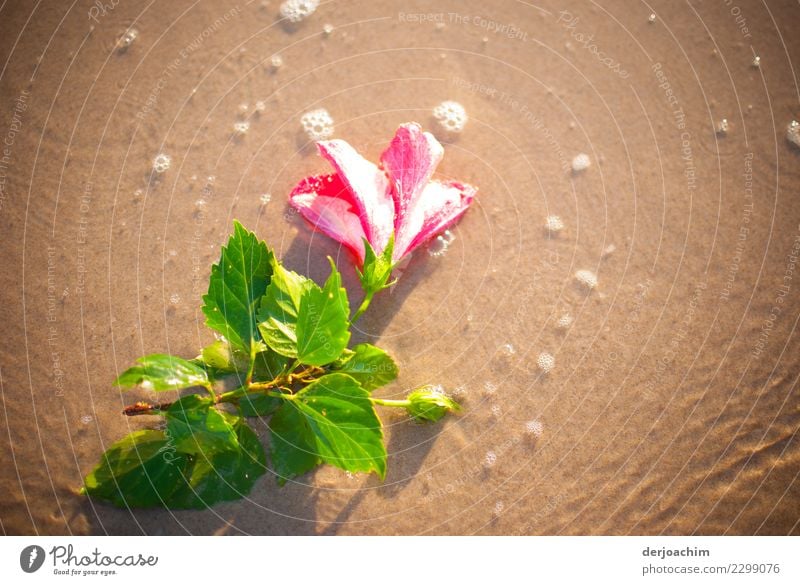 A beautiful flower with green leaves, lies in the sand at the sea beach. Small white whitecaps are left behind from the sea. Exotic Harmonious Summer Beach