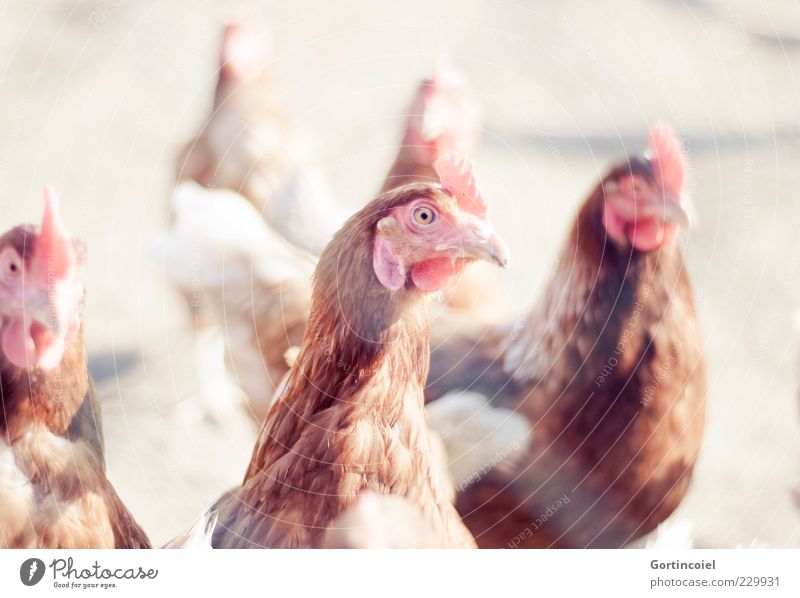 chicken Animal Farm animal Bird 3 Bright Gamefowl Crest Barn fowl Free-range rearing Organic produce Beautiful weather Poultry Feather Colour photo