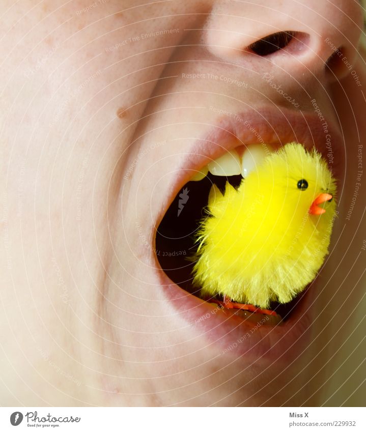 A happy Easter picture Mouth Lips Teeth Baby animal To feed Creepy Cuddly Small Funny Yellow Bizarre Appetite Chick Colour photo Multicoloured Close-up Nose