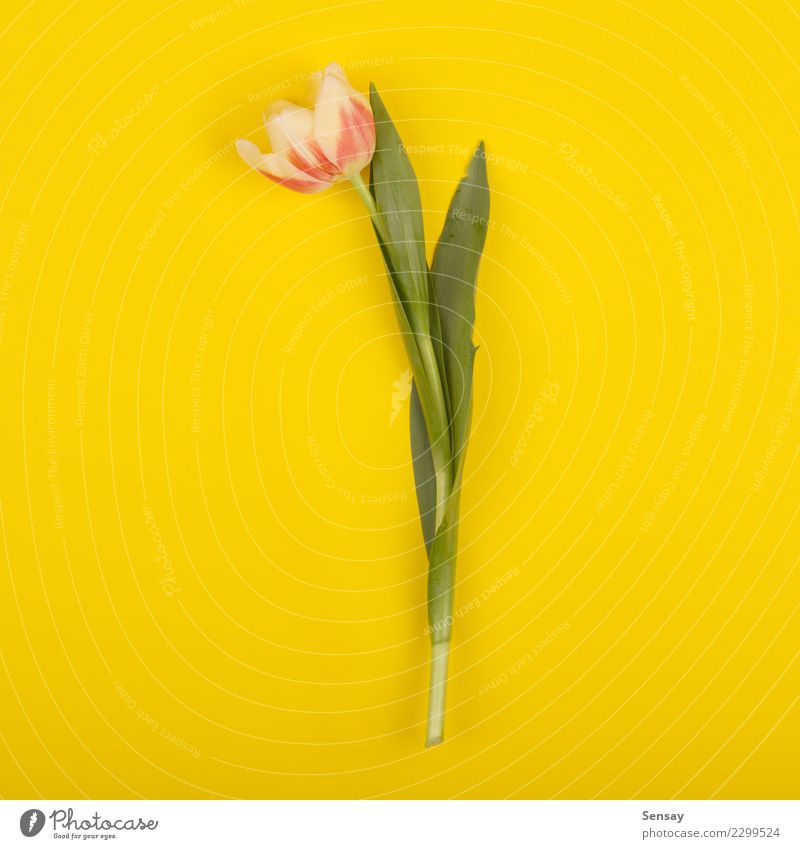 Beautiful tulip on yellow paper, top view Summer Decoration Nature Plant Flower Tulip Leaf Blossom Growth Fresh Natural Retro Yellow Pink Red Romance Colour