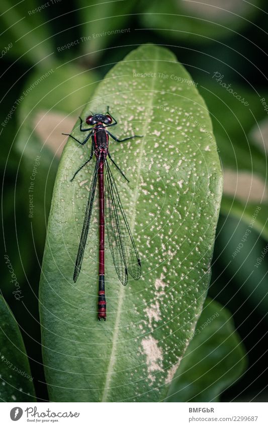 Dragonfly on leaf Environment Nature Landscape Plant Animal Leaf Wing Insect 1 Sit Green Cool (slang) Ease Colour photo Multicoloured Exterior shot Deserted Day