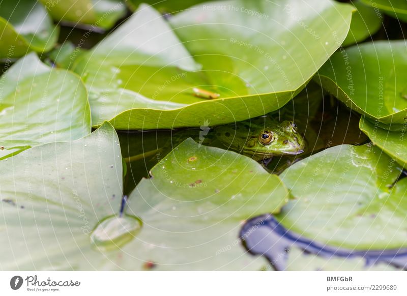 Frog in the pond Environment Nature Landscape Plant Animal Water Spring Summer Leaf Water lily Aquatic plant Garden Park Bog Marsh Pond Lake Wild animal