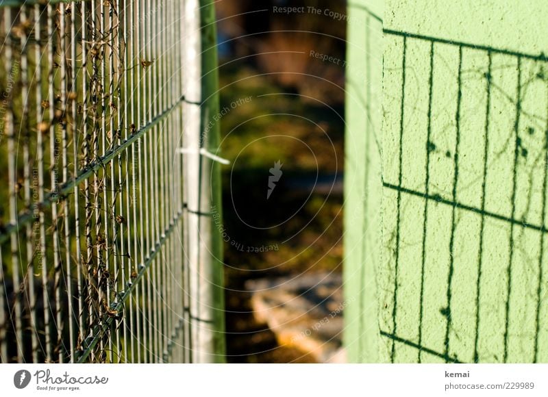 Fence and its shadow Environment Nature Plant Sun Sunlight Beautiful weather Tendril Wall (barrier) Wall (building) To dry up Growth Bright Green Barrier