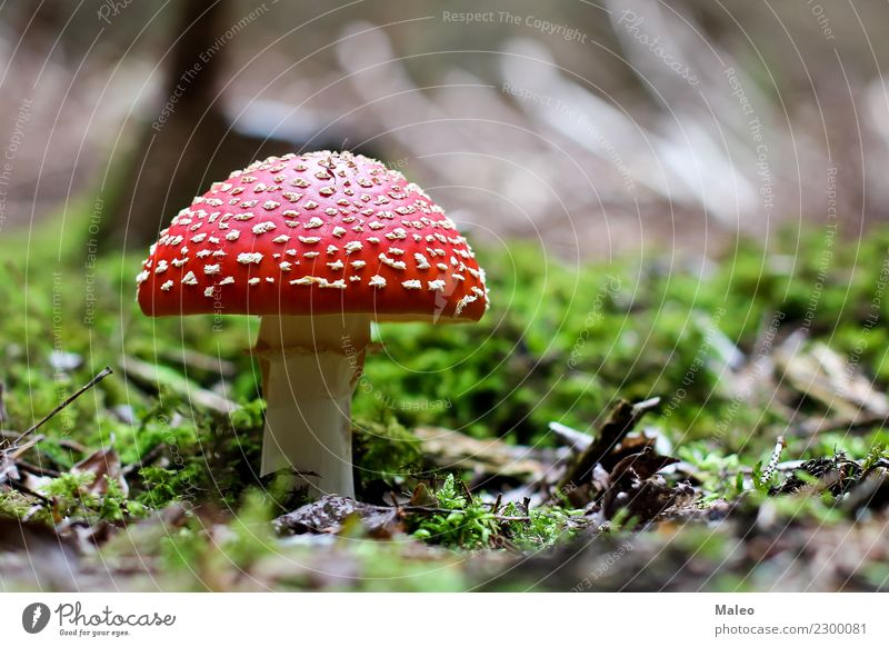 fly agaric Amanita mushroom Fly Poison Mushroom Beautiful Red Hat Close-up Green White Autumn Cap Grass Dappled Summer Seasons Forest Plant Threat Dangerous