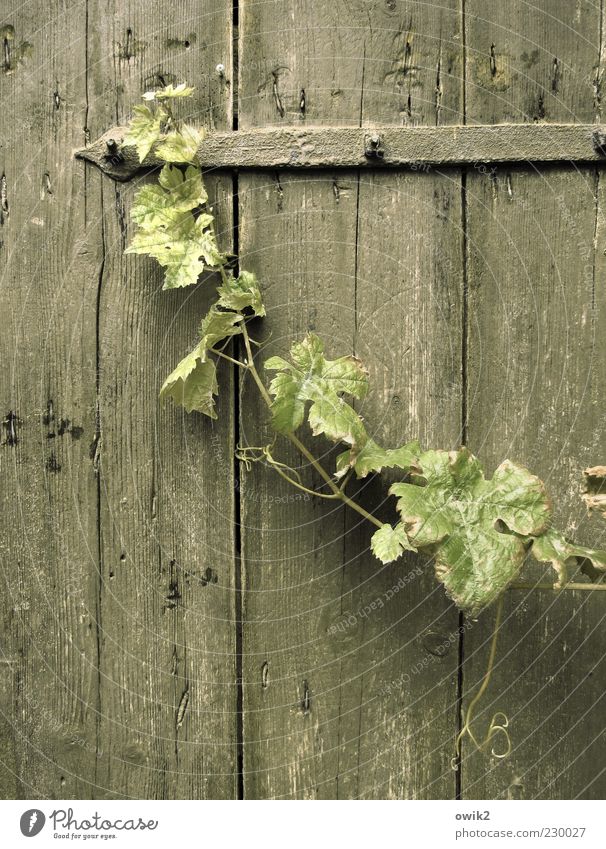 Old cellar door Nature Plant Leaf Vine leaf Vine tendril Hang Faded Growth Simple Elegant Uniqueness Long Thin Wild Gray Green Patient Calm Grief Idyll