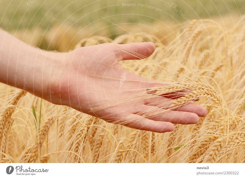 Hand holds barley ears Grain Beautiful Agricultural crop Grain field Grain harvest Barley Meadow Fresh Healthy Yellow Gold Fingers Painting (action, work)