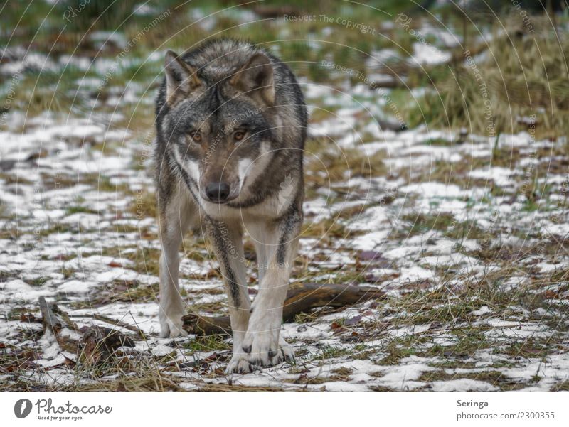 wolf's eye Animal Wild animal Dog Animal face Paw Zoo 1 Movement European Wolf Pelt Colour photo Subdued colour Multicoloured Exterior shot Detail Deserted