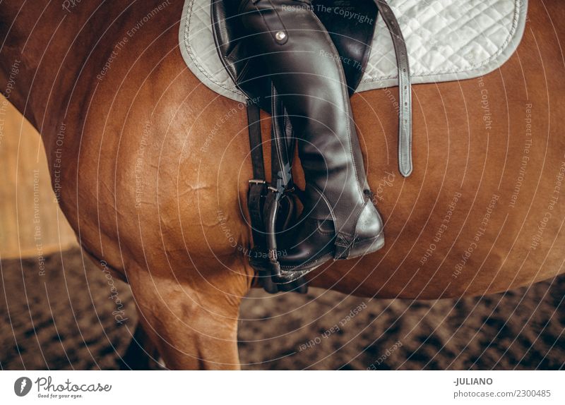 Close up of woman sitting on horseback with riding boots Lifestyle Ride Human being 30 - 45 years Adults Animal Farm animal Horse One animal Advice