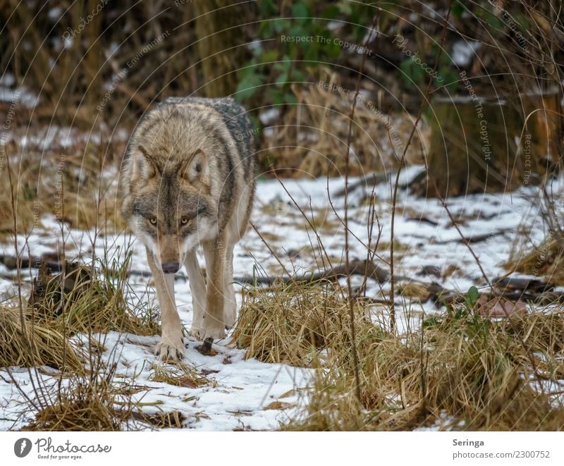 European wolf alone on the way Animal Wild animal Animal face Pelt Paw Animal tracks Zoo 1 To feed Walking European Wolf Exterior shot Deserted Copy Space right