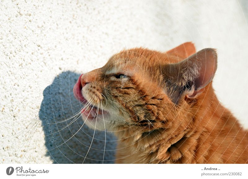 Tigi22 Animal Pet Cat Animal face Pelt 1 Contentment Whisker Mammal Domestic cat Red-haired Tongue Meal Tasty Tiger skin pattern Animal portrait Lick