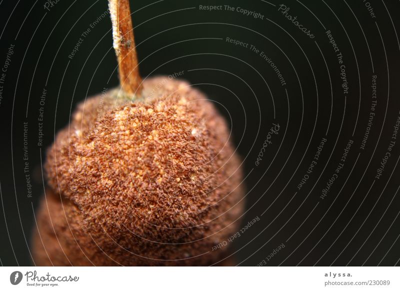 round thing. Nature Plant Common Reed Round Brown Black Exterior shot Blur Neutral Background 1 Detail Copy Space right Deserted Close-up