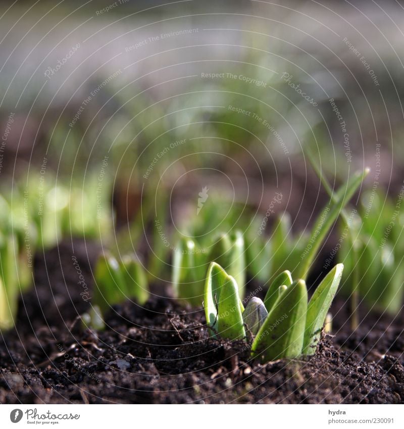 Hyacinths sprout from the earth and show their first leaf green and buds Earth Spring Plant Flower Leaf Hyacinthus Bud Plantlet Sprout Growth Fresh Small