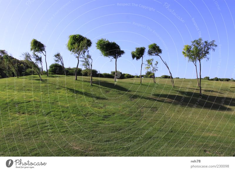Golf course with trees Environment Nature Landscape Plant Sky Cloudless sky Summer Beautiful weather Tree Foliage plant Park Meadow Hill Esthetic Blue Green