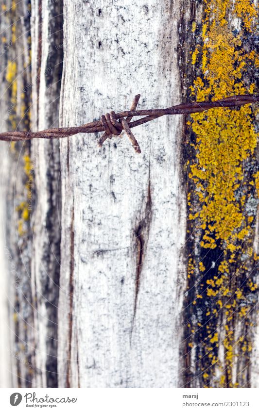 Rusty barbed wire. As background weathered mossy wood Barbed wire Disappointment Exterior shot Close-up Long shot Pain Reluctance Death Grief Concern Hideous