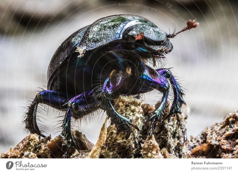 Close-up of a forest dung beetle Animal Wild animal 1 Crawl Walking Nature "Beetles nature conservation Anoplotrupes stercorosus" Colour photo Exterior shot