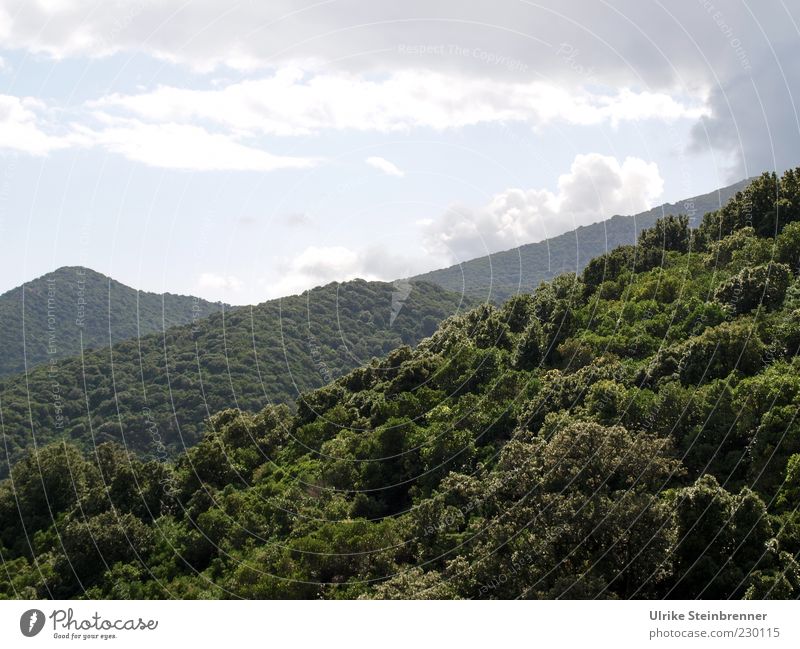 Original forest in the mountains of Sardinia Vacation & Travel Mountain Nature Landscape Plant Clouds Sunlight Autumn Tree Bushes Forest Hill Growth Wild Green