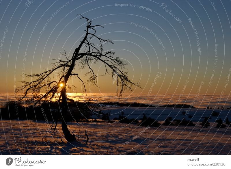 The Rhön... Calm Freedom Winter Highlands Bavaria Thuringia Hesse Environment Nature Landscape Plant Sun Sunrise Sunset Sunlight Fog Snow Tree Blue Yellow Moody