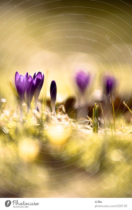 Solar energy Environment Nature Sun Spring Beautiful weather Plant Flower Blossom Crocus Garden Blossoming Fragrance Bright Yellow Green Violet Colour photo