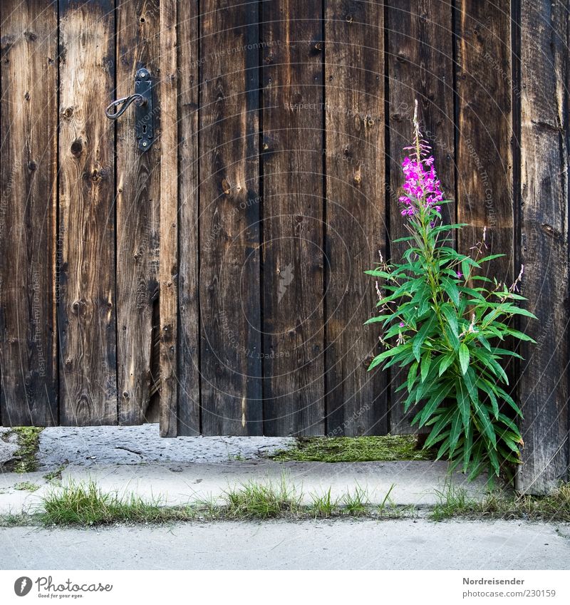 little flowers Nature Plant Summer Flower Wild plant Door Lanes & trails Stone Wood Old Growth Friendliness Happiness Beautiful Natural Brown Green Violet Moody