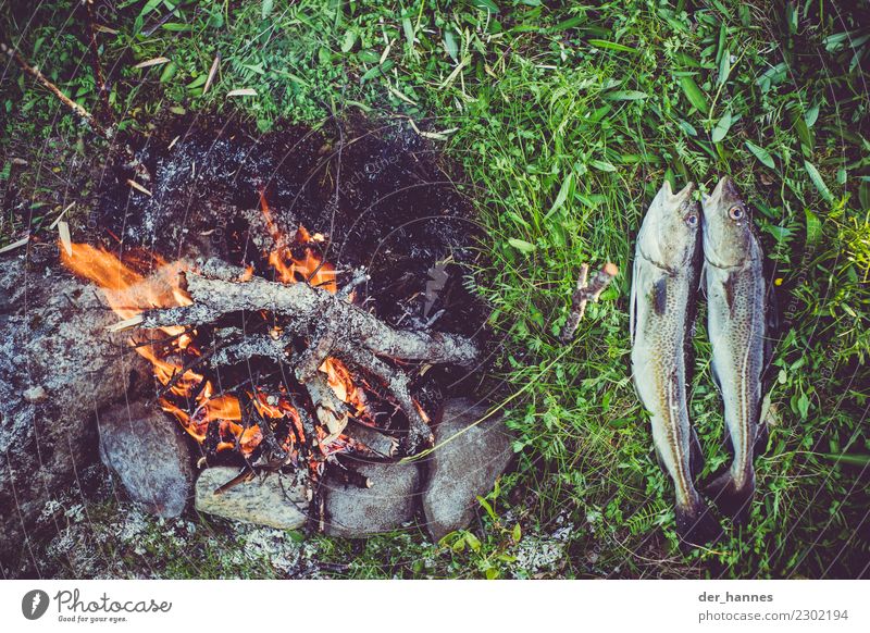 dinner Food Fish Nutrition Dinner Banquet Organic produce Leisure and hobbies Fishing (Angle) Vacation & Travel Hiking Nature Water Grass 2 Animal Stone Wood
