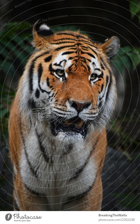 Close up portrait of mature Siberian tiger male Nature Animal Forest Wild animal Animal face Zoo siberian tiger amur tiger Big cat Cat 1 Dark Green Tiger Mature