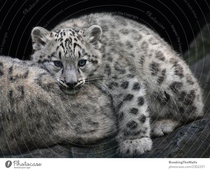 Close up portrait of young snow leopard cub resting Nature Animal Rock Wild animal Animal face Zoo Snow leopard Baby animal Head mother Big cat Cat 1 2