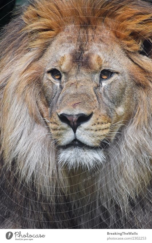 Close up portrait of young male African lion Nature Animal Wild animal Animal face Zoo Head Eyes Big cat Cat 1 Lion Snout Mane wildlife predator Carnivore